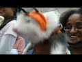 Zeke the ferret's first halloween costume contest