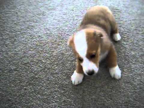 Miss Penny Auggie 12 Pembroke Corgi x 12 Aussie
