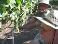 Bob& Jim netting the vineyards at Eagles Nest Winery & Cottage