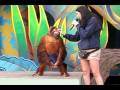 Very Smart Orang Utan - EXTREMELY FUNNY