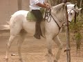 caballos horses