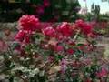 CENSURADO POR  Sony Music Entertainment   September Morning / Rosas / Susanalake