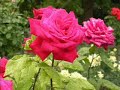 Les Fleurs
