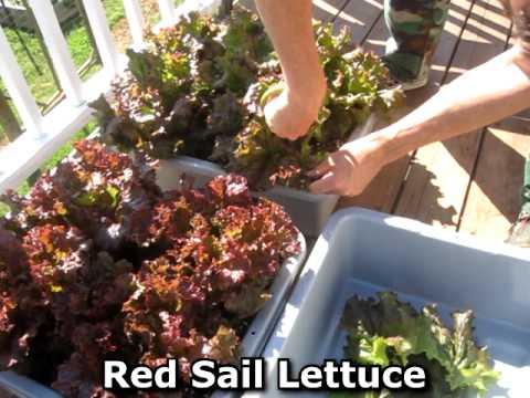 how to harvest kale from garden
