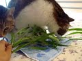Cat grass: the dog's tail grass