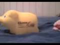videos de porquinho animado
