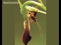 Orchid\