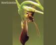 Orchid's sexual deception triggers ejaculation