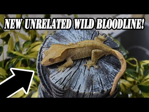 YouTube reptile video