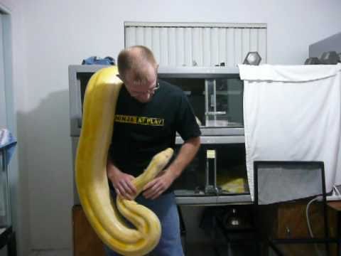 Burmese Python