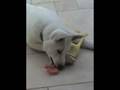 Akita Inu video