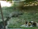 BML08080817024 ichneumon and cats