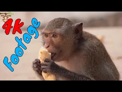 Những Cảnh Quay Đẹp Chất Lượng 4K Về Loài Khỉ Tập 19