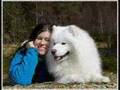 Samoyed dog, Rulle.