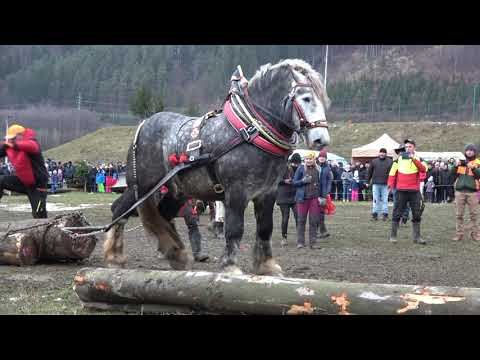 Ogromny koń wielkości słonia!