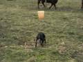 videos de Ceasar at the Farm Thanksgiving Part 1