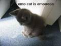 Lolcats, the musical
