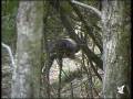 Activities of marking the territory in male of Fallow deer.