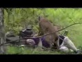 Deer Attacks Fat Guy