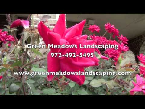 how to care crape myrtle