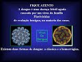 edil - N�O BRINQUE COM A DENGUE, ELA N�O BRINCA!