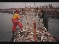 COMMERCIAL FISHING GILLNET IN FLORIDA AND LOUISIANA SAVE OUR SEA FOOD AND OUR WAY OF LIFE