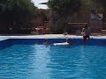 Libyen poolparty