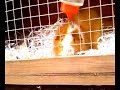 Me and theo feed the guinea pig Me and theo feed the guinea pig