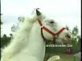 Car riding horse ! yes that's what it says