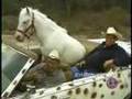 Car riding horse ! yes that's what it says