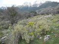 My trail run around Mistra