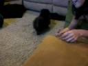 pomeranian puppy \"Comet\"
