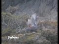 Halcón peregrino cópula - Falco peregrinus Halcón peregrino cópula - Falco peregrinus