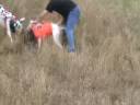Dogo Argentino and Great Dane catching feral hog in south Texas. Hog was winded by the Dogo and then caught by both dogs. The Dogo was then pulled off so the Dane could get some one on one time with the hog as this was his first catch in the wild.