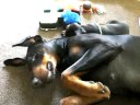 Dobermann Kennel Russkaja Mechta