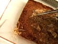  sun spider cricket feeding camel solifugae solpugid wind scorpion solifugid