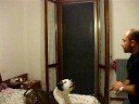 domare il mio pitbull