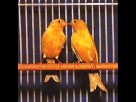 canario - ademas jilgueros cabecita negra cardenales golondrinas , ideal para enseñarle a cantar a tu mascota.