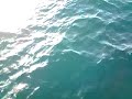 Bonito de 8 kg
