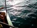 videos de Bonito de 8 kg