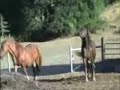 Horse mating.by[ustaad]