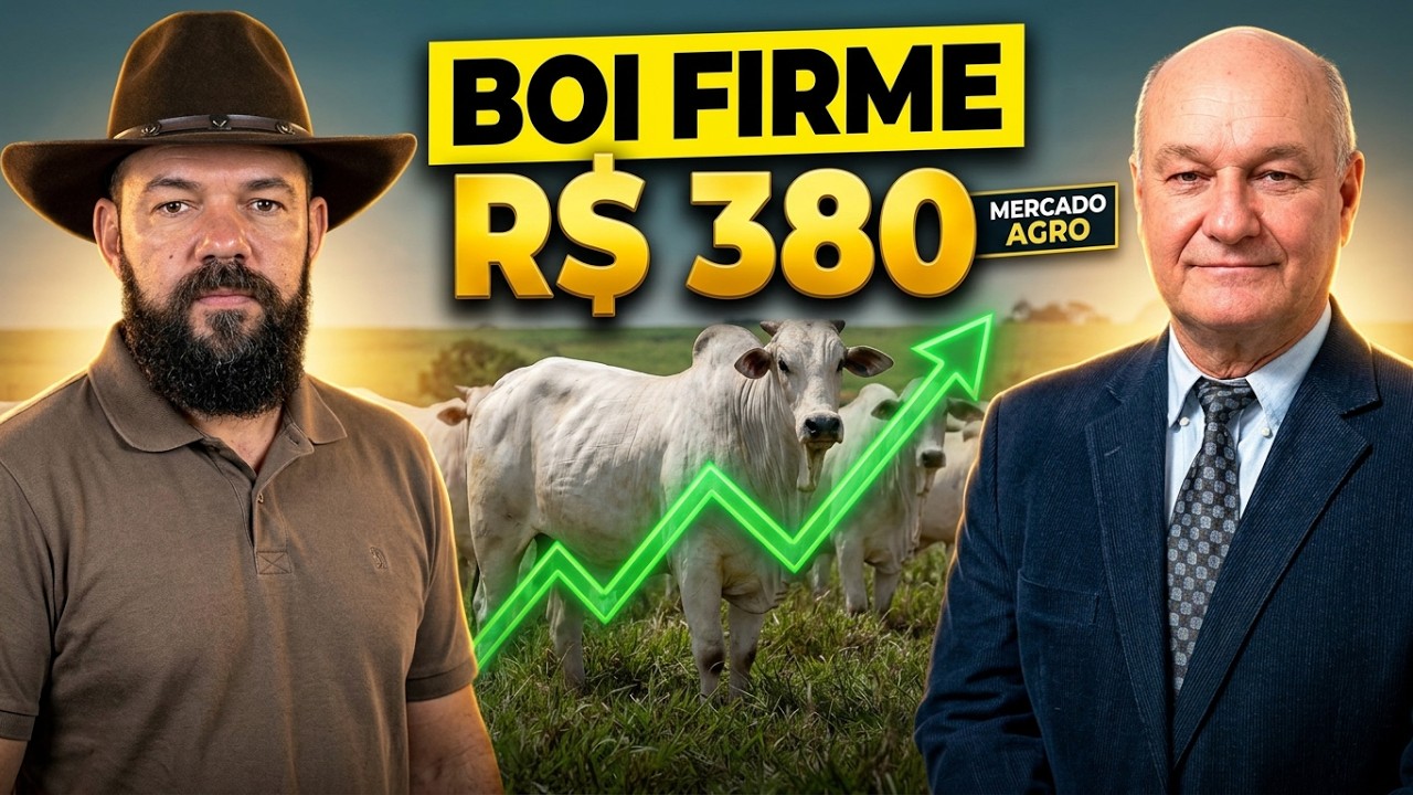 Boi firme a R$380; recorde histórico do frango e ascensão da carne suína com Vlamir Brandalizze