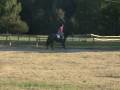 videos de Cole Trotting Undersaddle