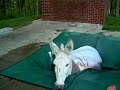 yes there is a donkey in my pool.