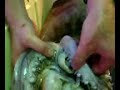Sea of Cortez-PC with a Humboldt Squid Sea of Cortez-PC with a Humboldt Squid