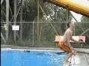 Imbecille sbatte la faccia sul bordo piscina