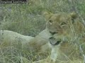 three lionesses