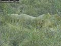 three lionesses