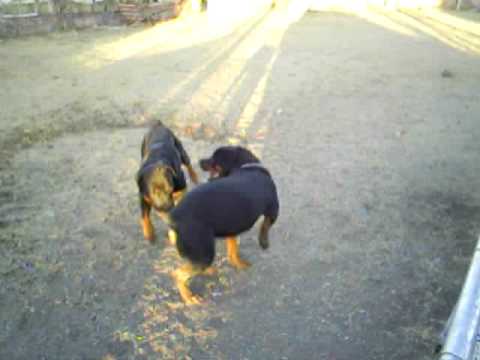 rottweilar
