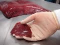 bazo anatomia ceu veterinaria